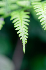 Fern plant young shoots leaf