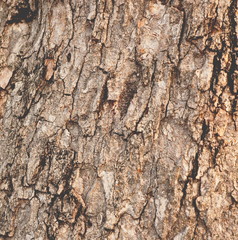 texture of bark wood, natural background.