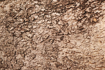 texture of bark wood, natural background.