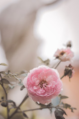 Out of focus pink roses for background with noise and grains texture film.