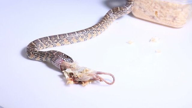 Lampropeltis getula meansi, commonly known as Apalachicola Kingsnake