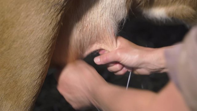 Milkmaid milks a cow by hand in a barn. Closeup shot.