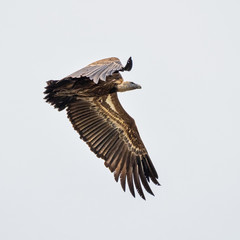 Griffon vulture, Gyps fulvus in Monfrague National Park. Extremadura, Spain