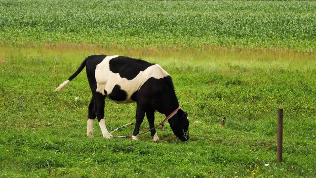 Black and white calf grazes in meadow. Calf is tied with a rope