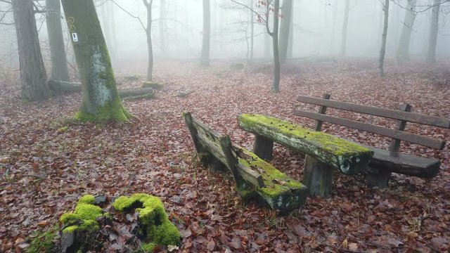 Bemooste Sitzgruppe bei Nebel im Wald
