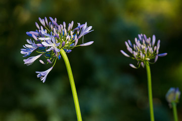 Agapanthus flower. Purple Agapanthus flower. Garden flower bloom in spring