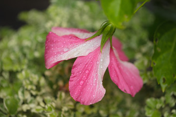 Beautiful red-white flower with rain drops on petals