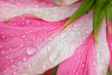 Beautiful red-white flower with rain drops on petals
