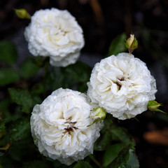 White roses. Summer flowers in garden.