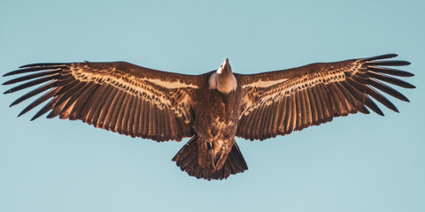 Envergure Vautour sauvage, France