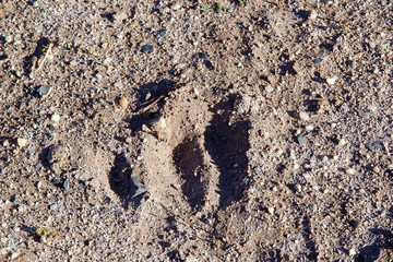 Vicuna footprint in the Puna de Atacama, Argentina