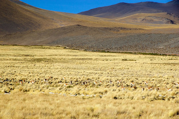 Vicuna in the Puna de Atacama, Argentina