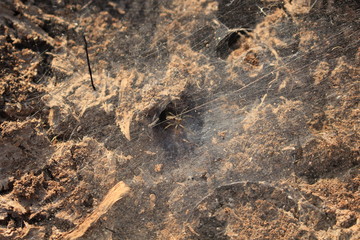 The cracked surface of a cobweb spider in full.