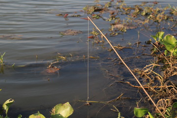 Wooden fishing rod to catch fish on the riverbank.