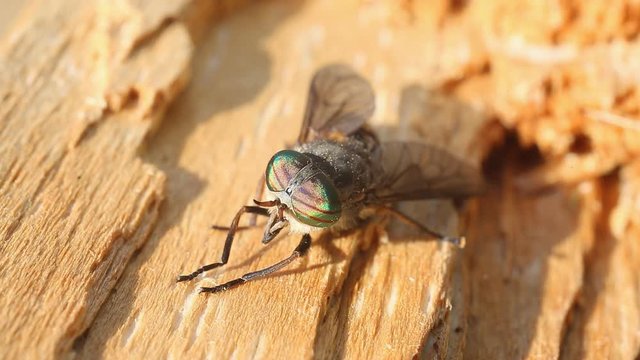 Pale Giant Horse-fly (Tabanus bovinus), eyes and muzzle close-up
