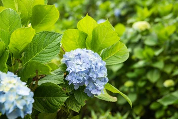 Gordijnen Beautiful hydrangea flowers in the field © blackday