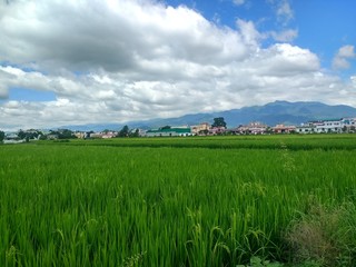 Landscape of village