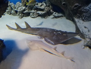 big fish on the seabed