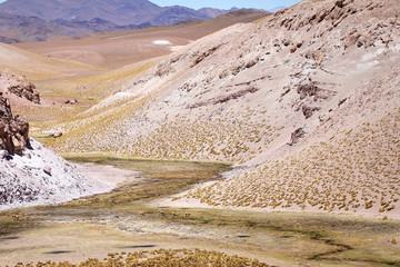 Vicunas in the fumarole field in the Puna de Atacama, Argentina