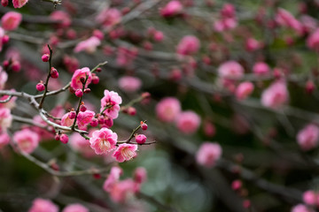 梅の花ーplum blossoms0３