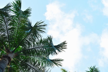 Fototapeta na wymiar Palm trees on the blue sky. Green palms in the tropics. Summer day on the coast.