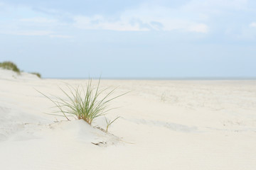 lyme grass on the sand dune