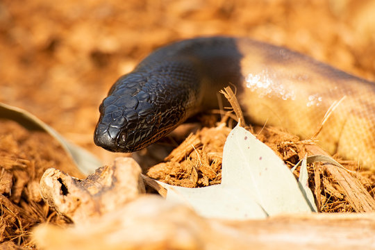 Black-headed Python