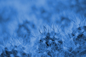 Macro of cactus close up. Classic Blue color. Color of the year 2020. Trendy color.