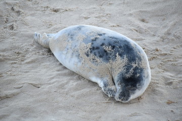 Horsey Gap seals and pups, winter 2020 - North Norfolk, England, UK