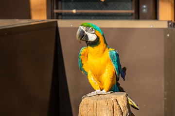 切り株にたたずむルリコンゴウインコ
