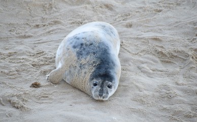 Horsey Gap seals and pups, winter 2020 - North Norfolk, England, UK