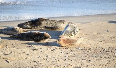 Fototapeta na wymiar Horsey Gap seals and pups, winter 2020 - North Norfolk, England, UK