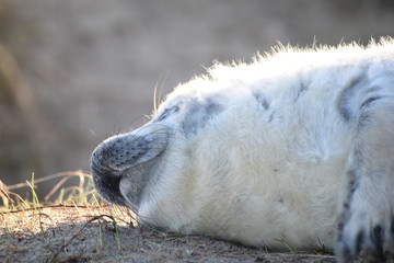 Horsey Gap seals and pups, winter 2020 - North Norfolk, England, UK