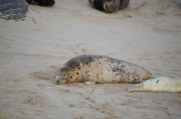 Horsey Gap seals and pups, winter 2020 - North Norfolk, England, UK