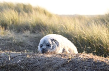 Fototapeta premium Horsey Gap seals and pups, winter 2020 - North Norfolk, England, UK
