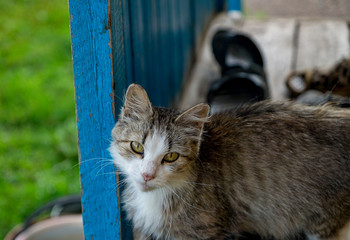 Взгляд кота