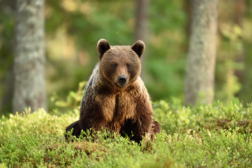 Fototapeta na wymiar bear in a sunny forest