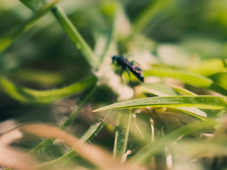 Insect amongst the grass