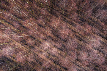 Autumn forest aerial drone view