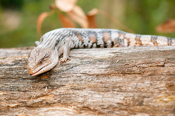 Blue-tongued skink also known as a Blue-tongued lizard.