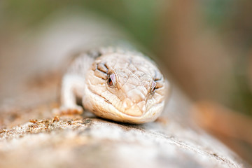 Blue-tongued skink also known as a Blue-tongued lizard.