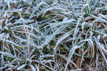 frosted dry leaves in the forest