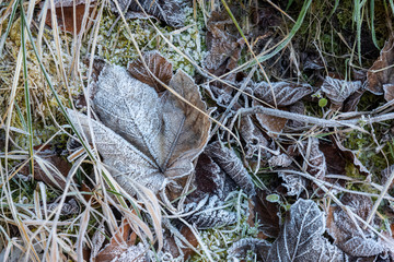 frosted dry leaves in the forest