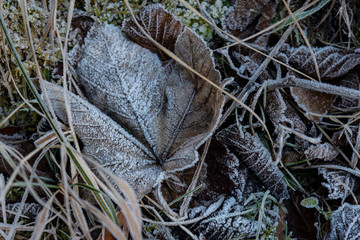 frosted dry leaves in the forest