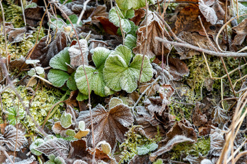 frosted dry leaves in the forest