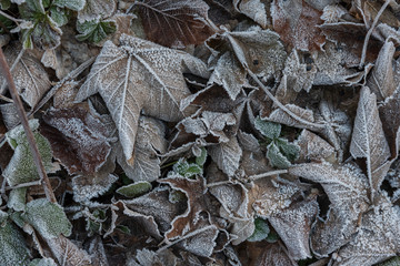 frosted dry leaves in the forest