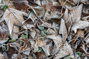 frosted dry leaves in the forest