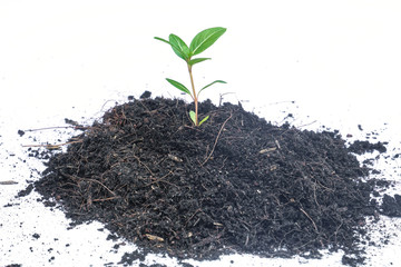 young plant in soil isolated on white background