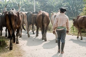 Indian shepherd drives a herd of zebu cows to pasture. Indian cowboy.