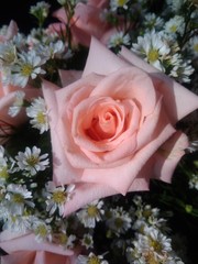 bouquet of pink roses